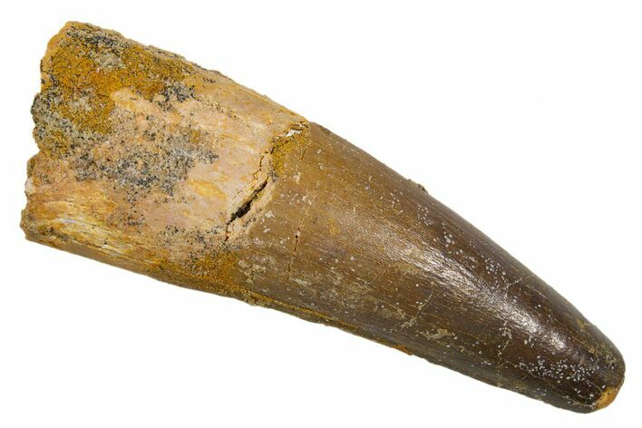 Fossil Spinosaurus Tooth - Real Dinosaur Tooth #324821